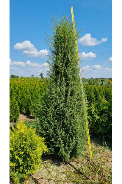 Ялівець звичайний колоновидний - ком70кг/вис.260-300см/Ø70-80см